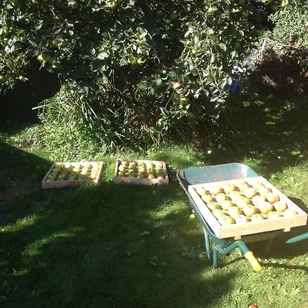 The Orchard In
