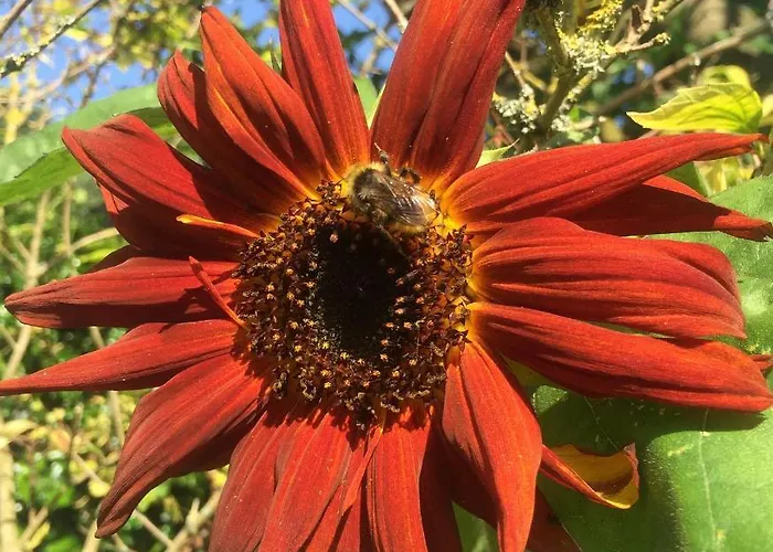 The Orchard In Appartamento *