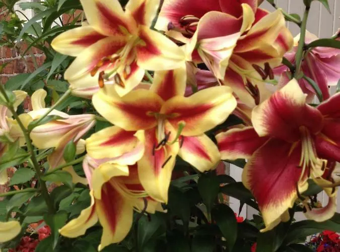 The Orchard In Appartamento